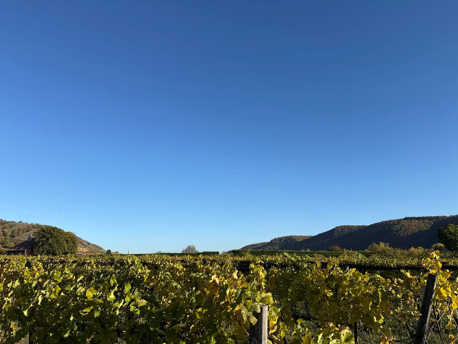 Weingarten im Herbst: Rebzeilen mit gelbgrünem Laub vor bewaldeten Hügeln und tiefblauem Himmel