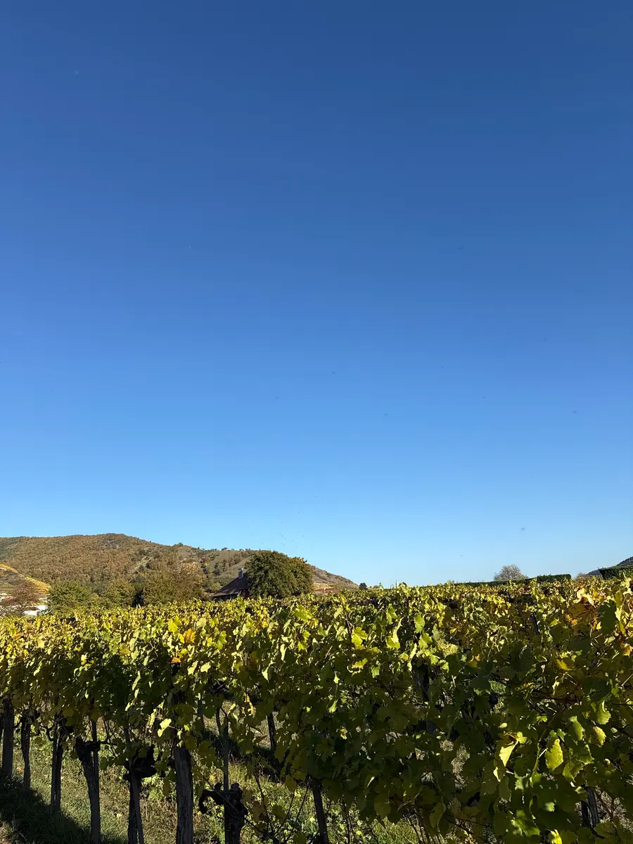 Rebzeilen im Herbst mit gelbgrünem Laub, dahinter ein Hügel und ein Haus unter blauem Himmel
