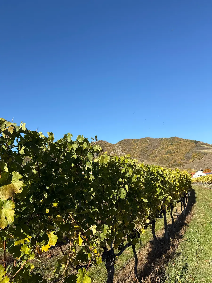 Rebzeile im Weingarten mit langem Schatten der Stöcke auf dem Gras, dahinter ein bewaldeter Berg